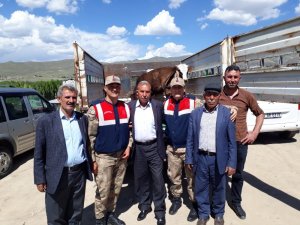 Yaylada çalınan hayvanları jandarma ekipleri buldu
