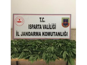 Jandarma’dan kenevir operasyonu: 1 gözaltı