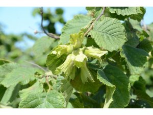 Fırtına, külleme hastalığı ve fındık kurdu fındıkta rekolteyi düşürüyor