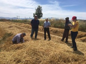 Söke Ovası’nda buğday kontrolleri