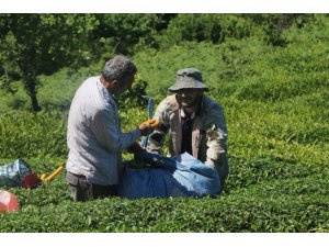 ÇAYKUR 21 günde 127 bin ton yaş çay aldı