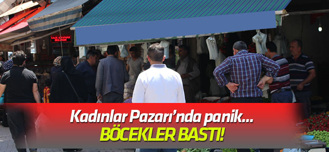 Karatay'da böcek paniği