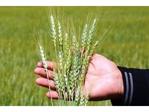 Kütahya’da hububat hastalık ve zararlılarla mücadele