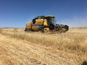 Biçerdöverlerin dane kaybı denetimi