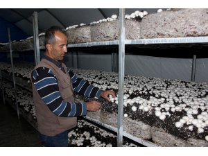 Bayırbucak Türkmenleri yıl boyu mantar üretecek