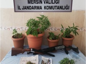 Mersin’de 292 kök kenevir bitkisi ele geçirildi