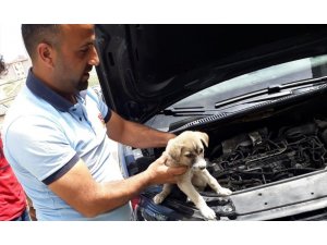 Arabanın motor bölümüne sıkışan yavru köpek kurtarıldı