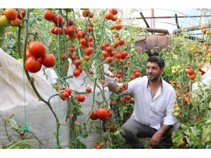 Serasında ‘çuvalla’ para kazanan elektronik mühendisi bu kez domatesle gündemde
