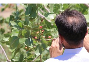 Mayıs ayının zam şampiyonu yer fıstığı oldu