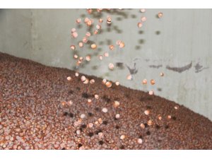 Düzce’den Avrupa’ya dört ayda 3 bin 483 ton fındık ihraç edildi