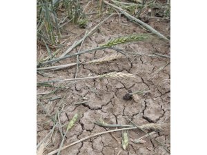 Beypazarı'nda sağanak ve dolu hasara neden oldu