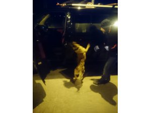 Ankara narkotiğinden uyuşturucu tacirlerine geçit yok