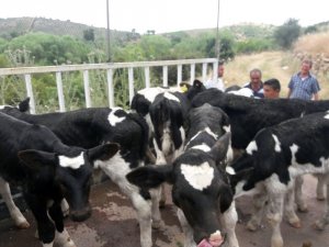 İzmir’den çaldıkları buzağıları Manisa’da bırakıp kaçtılar