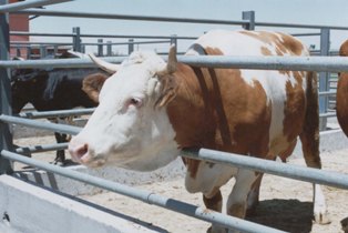 Halkapınar'da örnek inekçilik projesi