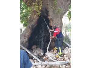 Asırların deviremediği çınarı ateşe verdiler