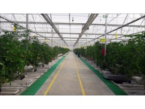 Teşvik kapsamına alınan jeotermal seracılık sektörünün yüzde 70 büyümesi bekleniyor