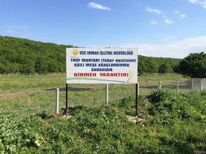 Trüf mantarı için hedef 350 milyon dolarlık ticaret hacmi