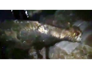 Kanal borusuna sıkışan inek kurtarıldı