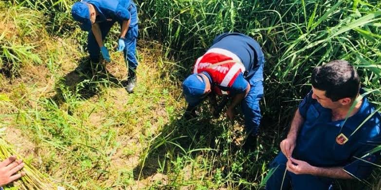 Beyşehir'de jandarmadan kenevir operasyonu