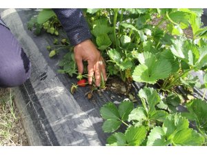 Çileği küllenme hastalığı vurdu