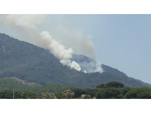 Muğla'da orman yangını