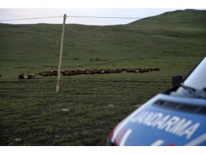 800 küçük baş hayvan yakalandı