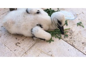 Elektrik direğinde asılı kalan leylek yavrusu böyle kurtarıldı