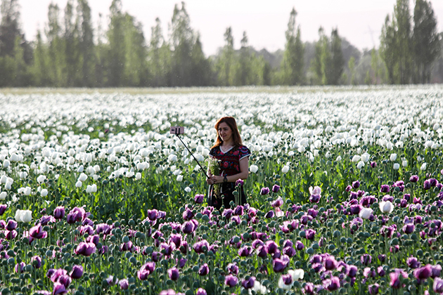 Antalya yolunda tatilcilere "Afyon çiçeği" sürprizi