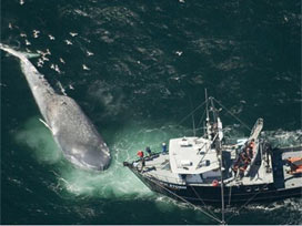 Eylemci kaptan balina avcılarının elinde