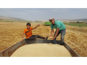 Arpa ve buğdayda yüksek rekolte çiftçiyi sevindirdi
