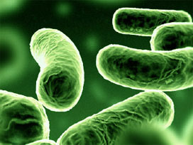 Sağlığımıza çok faydalı bakteriler