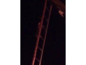 Direkte mahsur kalan kediyi itfaiye kurtardı