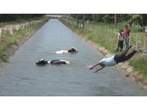 Sulama kanalına düşen hayvanlar için itfaiye ve vatandaşlar seferber oldu