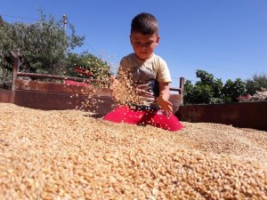 Anadolu’nun yerli buğdayı yüz güldürdü
