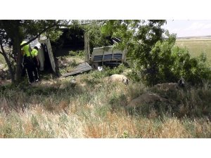 Koyun yüklü kamyonet devrildi: 2 yaralı
