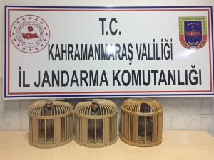 Kahramanmaraş'ta kaçak keklik avına ceza