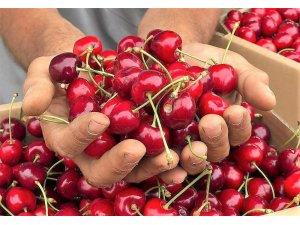Amasya’da kiraz hasadı başladı