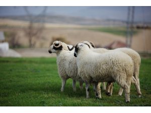 Hilmi Güler’den tarım atağı
