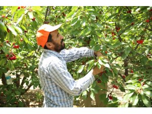 İhracatlık kirazın piyasası 22 TL’den açıldı, üreticinin yüzü güldü