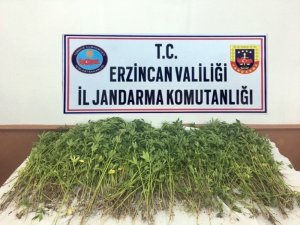 Erzincan’da kök kenevir bitkisi ele geçirildi