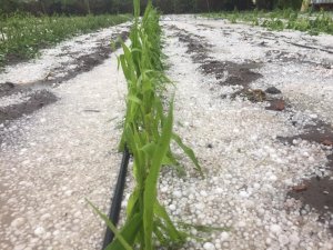 Seydişehir'de dolu yağışı