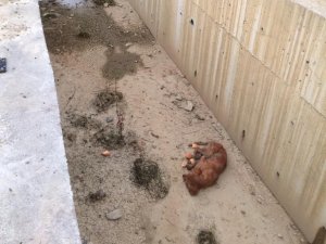 Su kanalına düşen köpek kurtarıldı