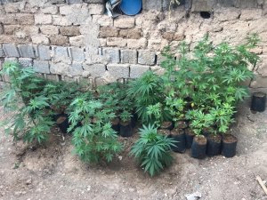 Konya'da yapılan baskında kenevir ele geçirildi