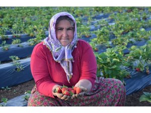 Çilek üretimi çiftçilerin yeni geçim kaynağı oldu