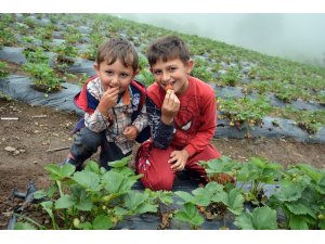 Güneş yerine sisle olgunlaşan çilekler toplanıyor