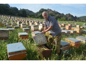 Gezgin arıcılar sorun yaşıyor