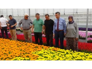 Kazdağları’nın etekleri çiçek açacak