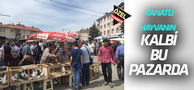 Rengarenk kuşlar ve tavuklar bu pazarda