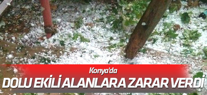 Konya'da dolu ekili alanlara zarar verdi