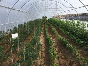 Bursa E Tipi Cezaevi’nde ziraî üretim başladı